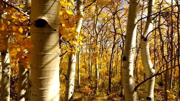 树木树叶风吹秋天自然景色秋天颜色