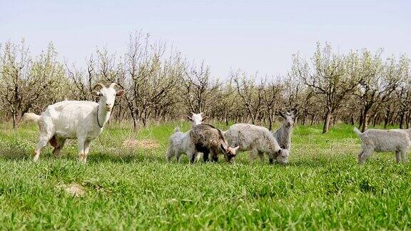 春天一群山羊在长满绿草的花园里
