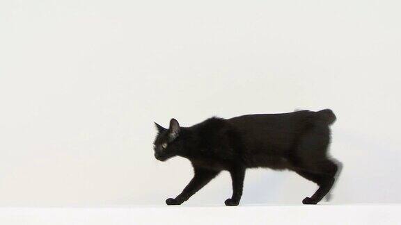 黑色混合猫走着面对着镜头然后继续