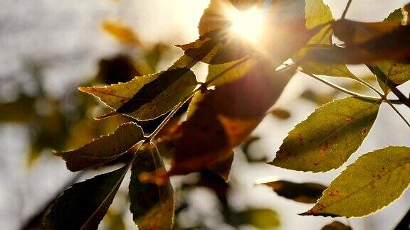 黄色的秋叶在阳光的照射下随风摇曳