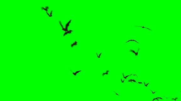 蝙蝠飞行绿幕素材