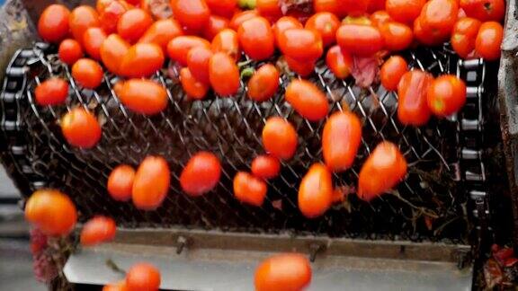 令人兴奋的景象许多新鲜的西红柿从一条输送带在水在番茄加工厂在慢镜头它看起来很有技术含量而且很好