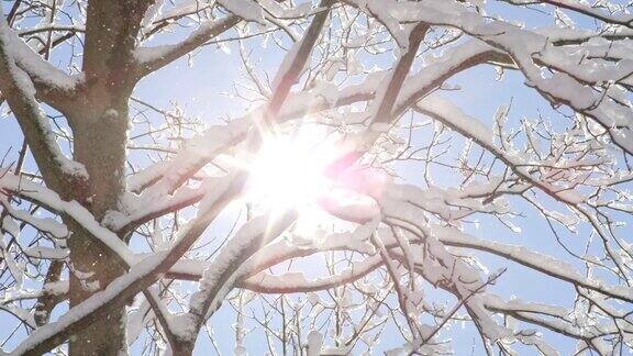 特写:晶莹的雪花从树上飘落映衬着晴朗的蓝天