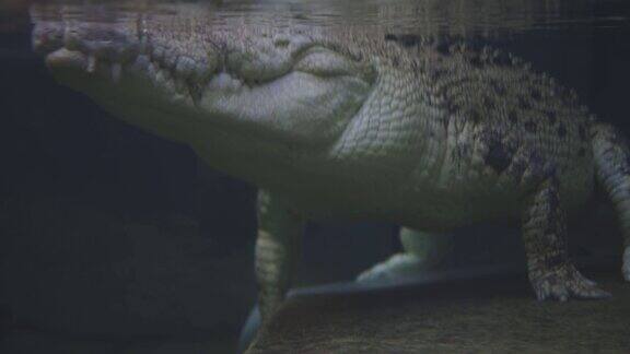 悉尼动物园里睡在水中的鳄鱼