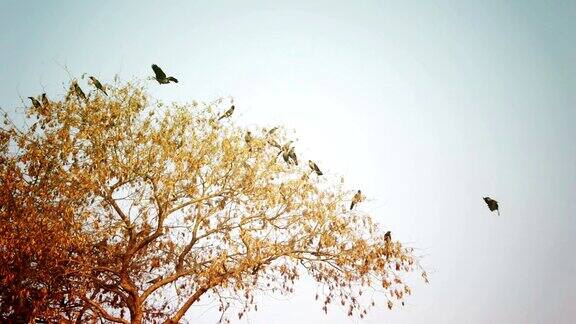 成群的鸟坐在树上