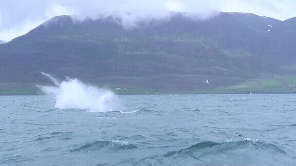 座头鲸在它的自然环境中游泳冰岛Dalvik
