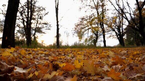 在空旷的森林里黄色的秋叶落在地上公园里的草坪上覆盖着落叶美丽多彩的秋天模糊的背景景观低角度视角慢动作