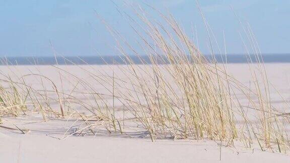 海滩沙丘上的马拉姆海滩草