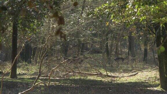 一群在树林里逃跑的休闲鹿