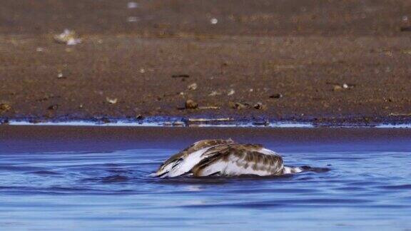 这只鸟是一只小海鸥站在浅滩上洗刷