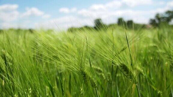 田间的幼绿小麦和小穗慢动作