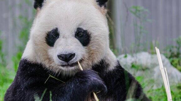 一只熊猫正在草丛中吃竹子