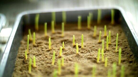 近景嫩绿的嫩芽在泥土中生根发芽在实验室里在小盒子里在一个特殊的房间里生长芽发芽各种谷物的种子培育作物
