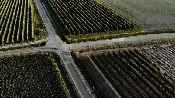 农田和果园交叉狭窄的道路