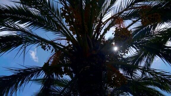 在太阳和蓝天的背景下热带国家的棕榈树
