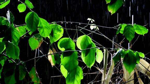 雨与自然植物