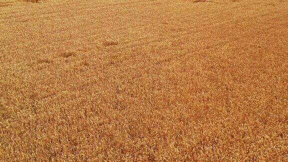 小麦收割