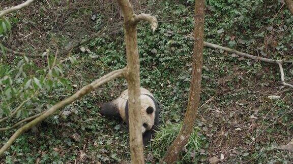 一只小熊猫在树林里散步