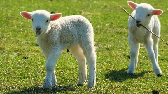 绿色草地上可爱的小羊羔