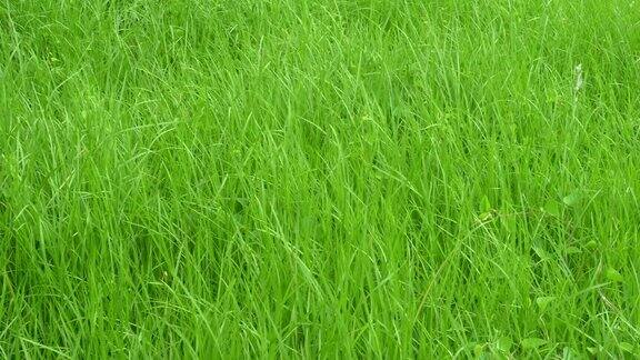 新鲜的绿草在季风中成长