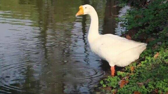 橙色嘴巴的白鹅在池塘里喝水
