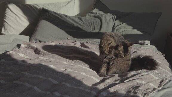 可爱的猫放松在床上和梳理