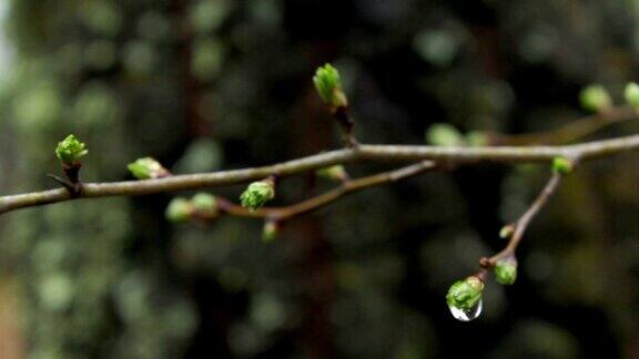春天的树枝带着雨滴在森林里微距拍摄