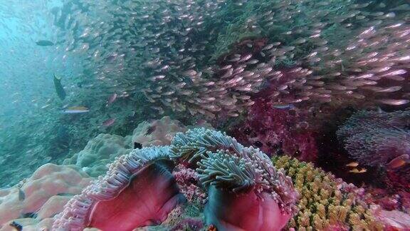 珊瑚礁上的生活状况良好