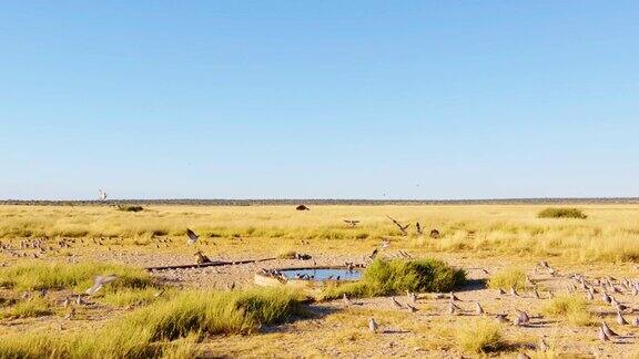 欧亚颈圈鸽子聚集在萨凡纳的一个水坑周围