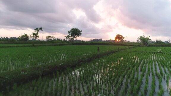 稻田里的日出
