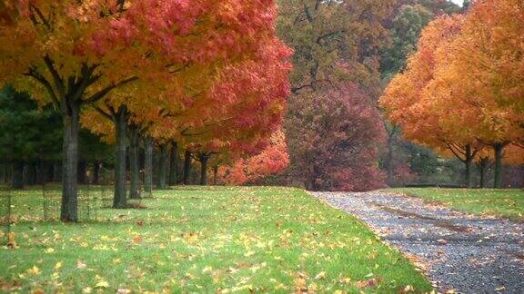 秋天满是落叶的道路