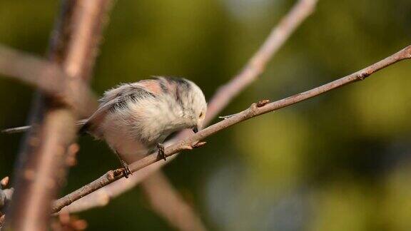 长尾山雀成鸟在巢中喂养雏鸟坐在树枝上用满嘴捕食
