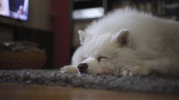 可爱的白色萨摩耶狗睡在客厅的地毯上