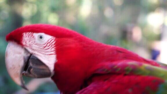 大自然中的红金刚鹦鹉