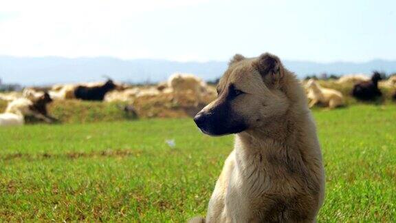 在田野里看守羊群的牧羊犬