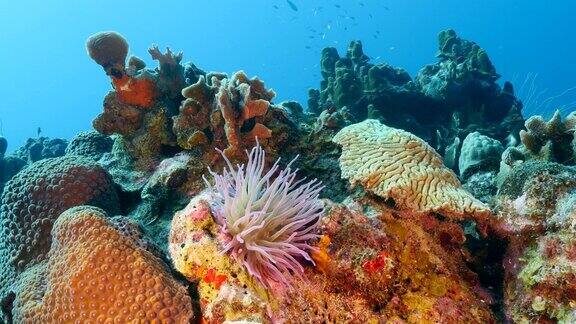 海景与海葵在珊瑚礁的加勒比海