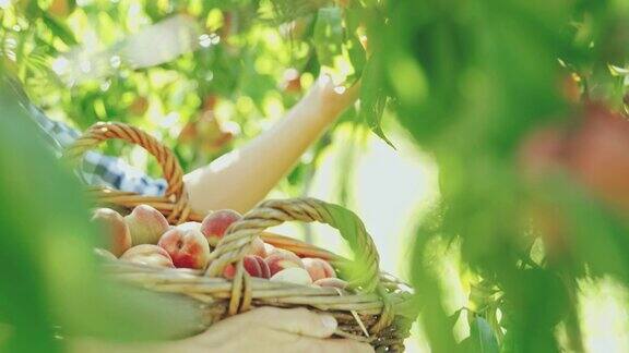 女人在果园里采摘桃子特写