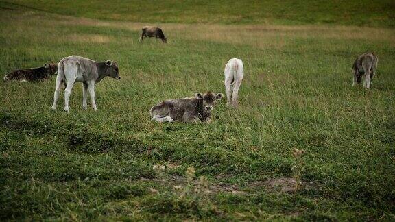新疆草原上的幼牛