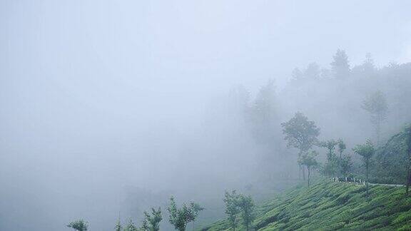 在一个阴郁的日子里印度喀拉拉邦穆纳尔的茶园里雾气飘过