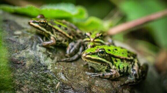 三只绿色的青蛙