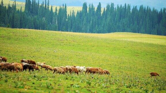 羊在草原上