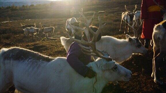 在蒙古牧羊的男孩
