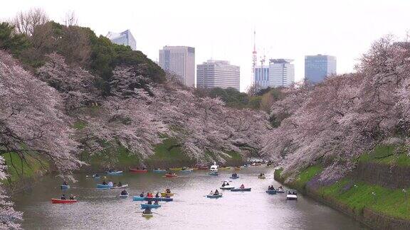 游客在东京的公园庆祝樱花盛开
