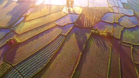 中国梯田上的稻田鸟瞰图