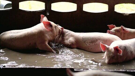 4K慢镜头幼猪浸泡和玩在一起的水在工厂养猪场家畜和家畜概念