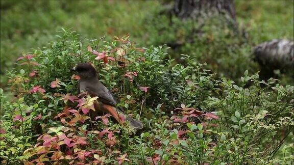 在库萨莫附近好奇的针叶林鸟西伯利亚松鸦正在森林地面上寻找食物