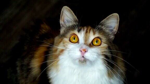 近距离的美丽猫咆哮野生黄眼睛