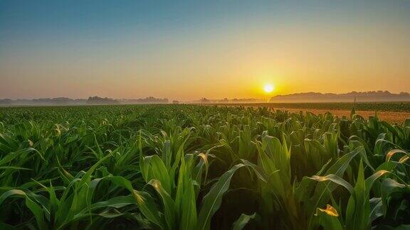 太阳升起时玉米地特写