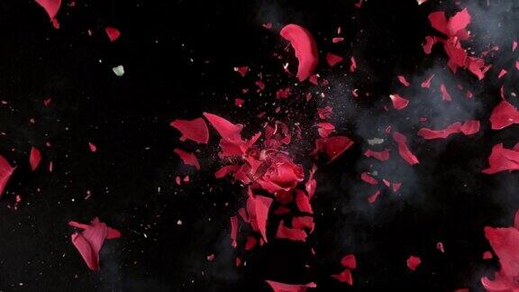 红玫瑰花在慢镜头中爆炸