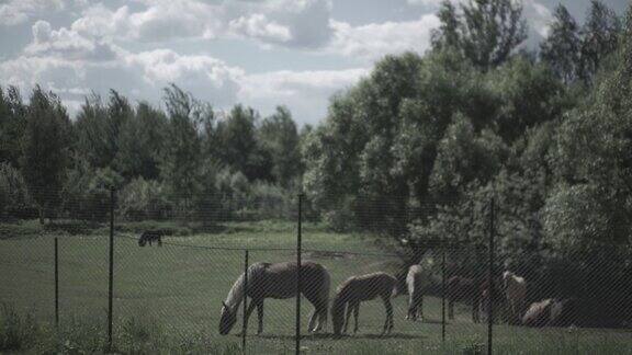 畜栏里的牛马在畜栏里吃草马在草场上吃草